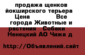 продажа щенков йокширского терьера › Цена ­ 25 000 - Все города Животные и растения » Собаки   . Ненецкий АО,Чижа д.